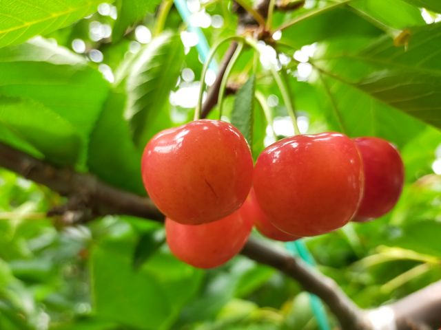 大きなサクランボです。_ダイカ農園