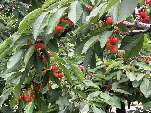 真っ赤なさくらんぼは少なめでした。_田村さくらんぼ園