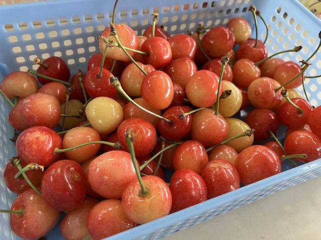 雨宿り中にいただきました。美味しくて遠慮できず…_田村さくらんぼ園