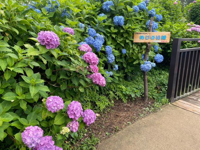 紫陽花と言えば!_下仁田あじさい園
