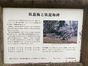 ウッキーさんの松井神社の臥龍梅の投稿写真1