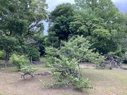 ウッキーさんの松井神社の臥龍梅の投稿写真1