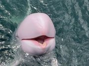 とうたんさんの太地マリナリウムの投稿写真1