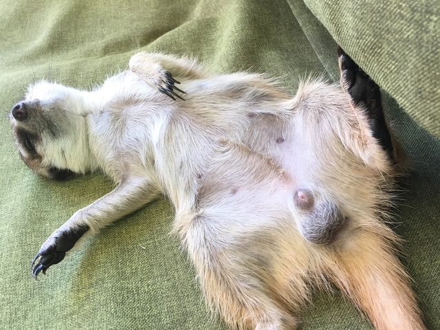 ミーアキャットちゃん
ヘソ天して爆睡中です。_HappyGrow