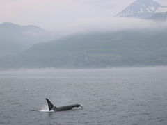 (有)丸は宝来水産ゴジラ岩観光知床半島ラウスクルーズの写真1