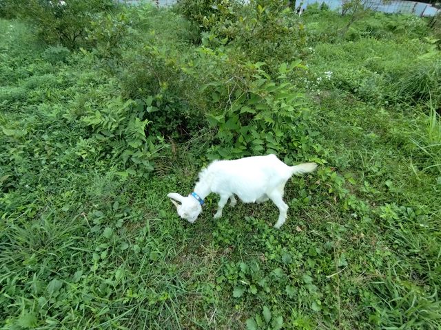 ヤギさんが除草お仕事中。よく人に慣れていて、触らせてもらいました。_野呂高原ベリーパーク