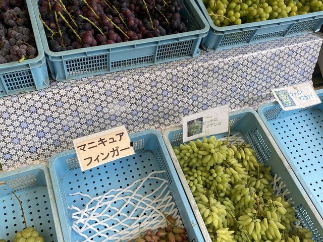 シャインマスカットの他にここから選んで食べられます。_阪本ぶどう狩り園