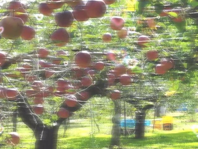 現地でしか実感出来ないりんご園の迫力があります^_^_原りんご園