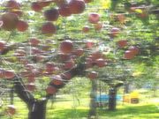 ユウさんの原りんご園の投稿写真2