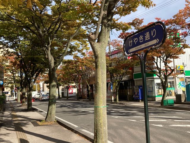 けやき通り_けやき通り