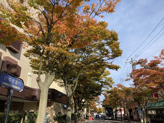 けやき通り_けやき通り