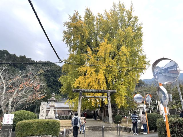 ご覧のように、色はあまり進んでないですが見応えはあります。
_丹生酒殿神社