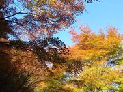 シュウジさんのくらがり渓谷の投稿写真1