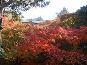 トシローさんの東福寺の紅葉の投稿写真1