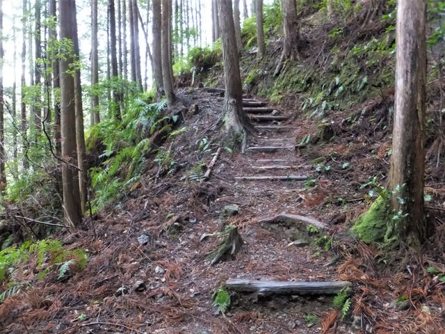 こういう所もありますが、ごくわずかの区間です。_熊野古道(和歌山県田辺市)