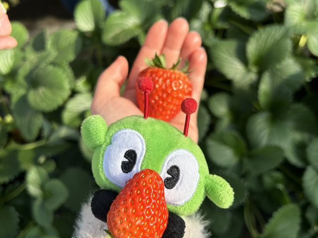 紅ほっぺ(^^)_やまざきファーム