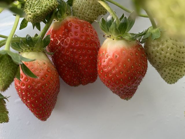 こんな感じ_福岡農園いちご狩り