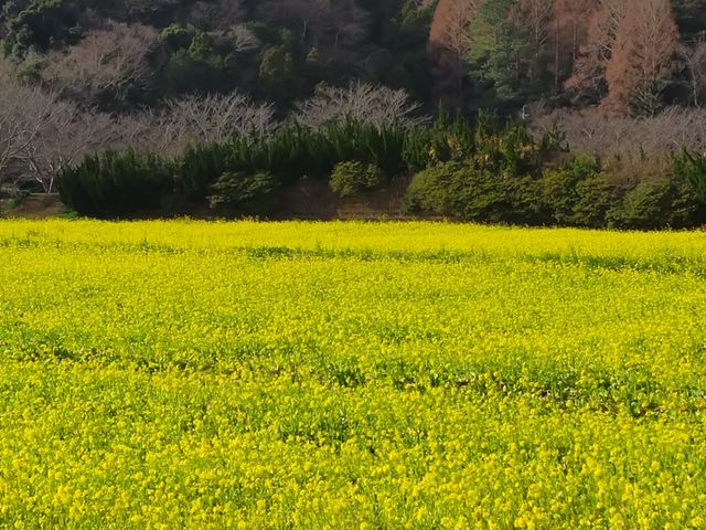 見応えある菜の花畑_元気な百姓たちのひまわり畑