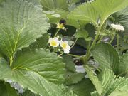 なるほどさんのOBLADI strawberry farmの投稿写真1