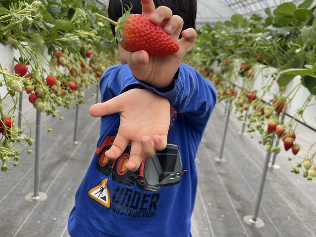 甘くて大きいイチゴ狩り_GrandBerry