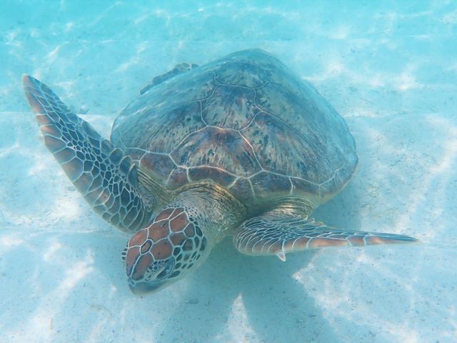 ウミガメと併走して泳ぎます_タンディー マリン