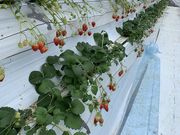 らいこさんの山鹿観光いちご園の投稿写真1