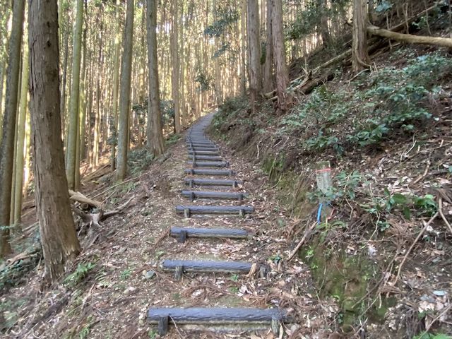 しばらくは、針葉樹の木々の中を歩いて行きます。階段やロープ柵があるので、迷う心配はありません。_美しい里山公園