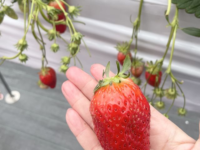 あき姫がとても美味しかった!_湖東こぐま農園