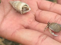 だほさんのmarinemate Luanaへの投稿写真1
