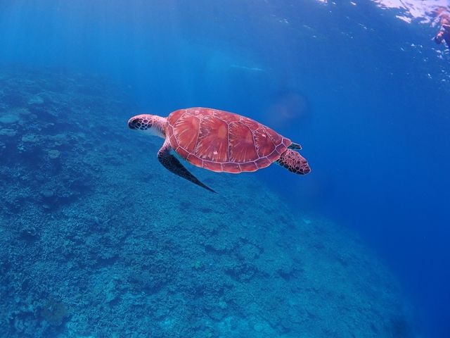 ウミガメにも出会えました!_Marlin