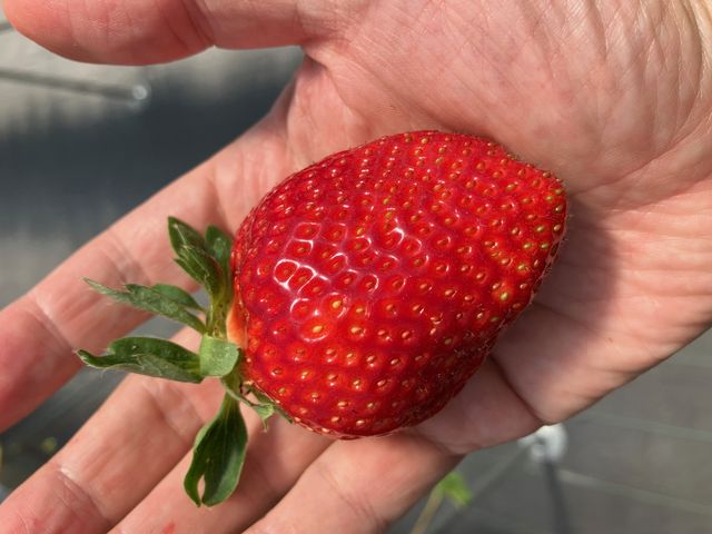 大きいイチゴ_very berry farm
