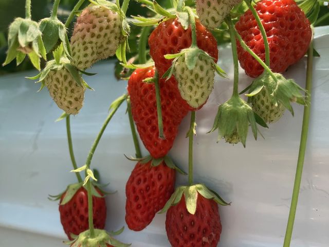 次々生ります_very berry farm