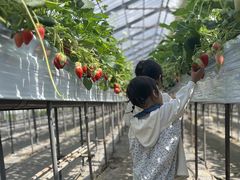 キノちゃんさんの藤澤いちご園への投稿写真1