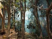 あきぼうさんの館山野鳥の森の投稿写真3