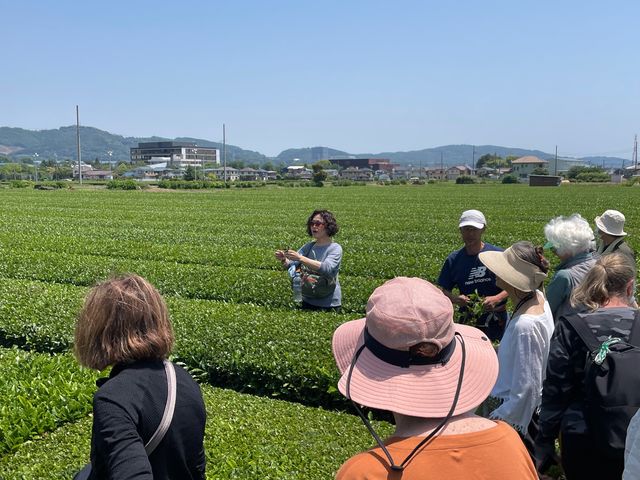 お茶摘みの場所_開成MyTea