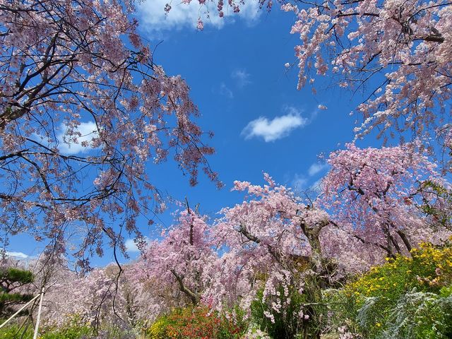 しだれ桜に囲まれる中を散策_原谷苑