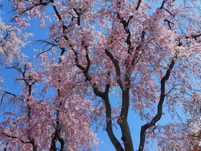 見上げれば、しだれ桜の高い木が空を覆ってます_原谷苑