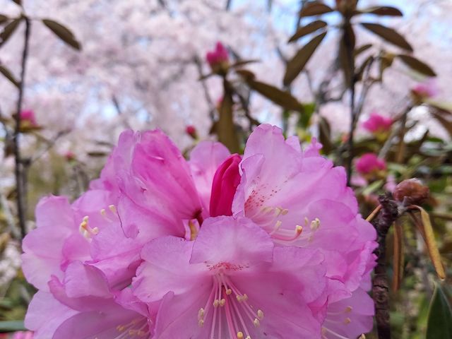 桜だけでなく春の花園です。_原谷苑