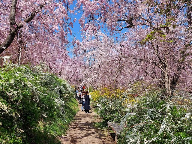 花の迷路は、何周目?_原谷苑