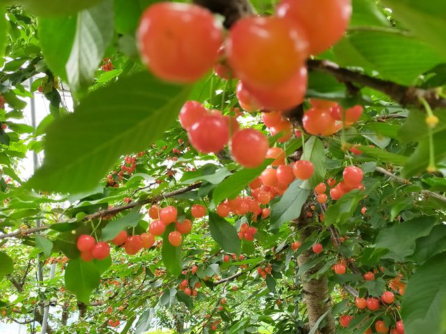 綺麗なサクランボ_西村農園