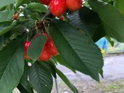 yfnkx0049さんのさくらんぼ狩り隆昇園の投稿写真2