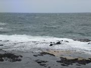 こぼらさんの千畳敷岩の投稿写真5