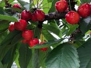 yfnkx0049さんのさくらんぼ狩り隆昇園の投稿写真2