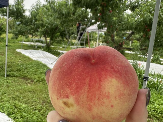 記念すべきひとつめの桃_小野洋らん果樹園