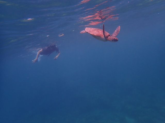 ガイドさんが撮影して下さったウミガメとの写真_CLEAR BULL(クリアブル)