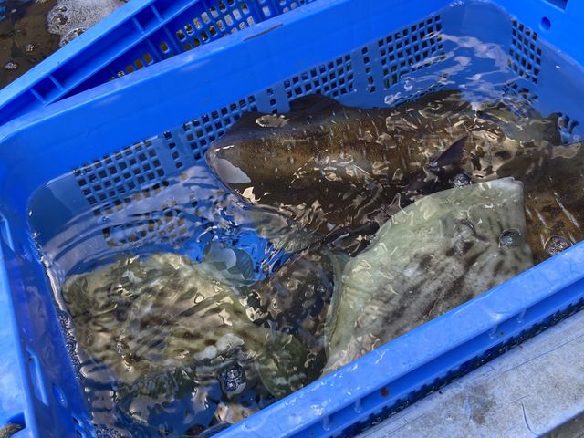 魚_友栄水産