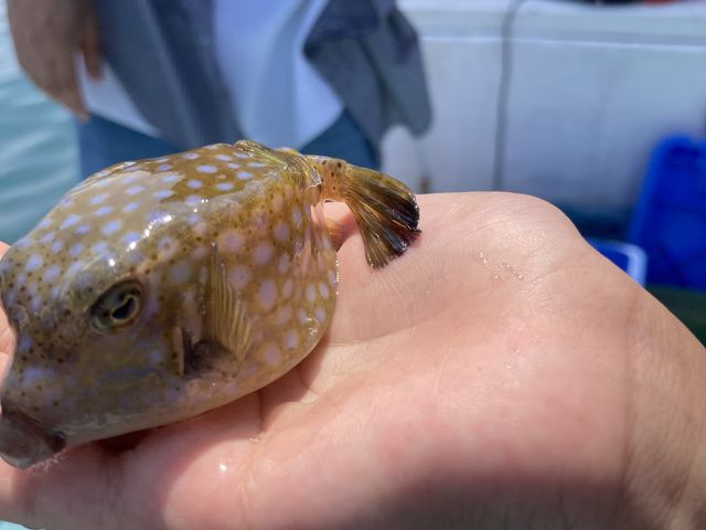ハコフグ。娘がお気に入りで家で飼いたかったそうです。_友栄水産