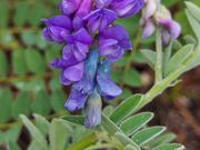 ぷーさんのサロマ湖畔遊歩道の投稿写真4