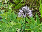 ぷーさんのサロマ湖畔遊歩道の投稿写真5