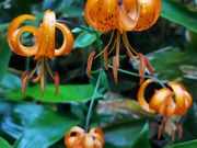 ぷーさんの和琴半島自然探勝路の投稿写真3